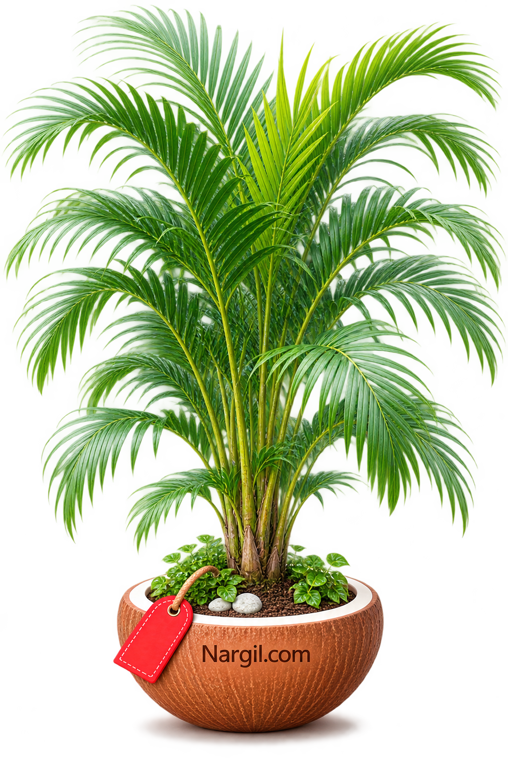 Nargil_Ravenea Rivularis